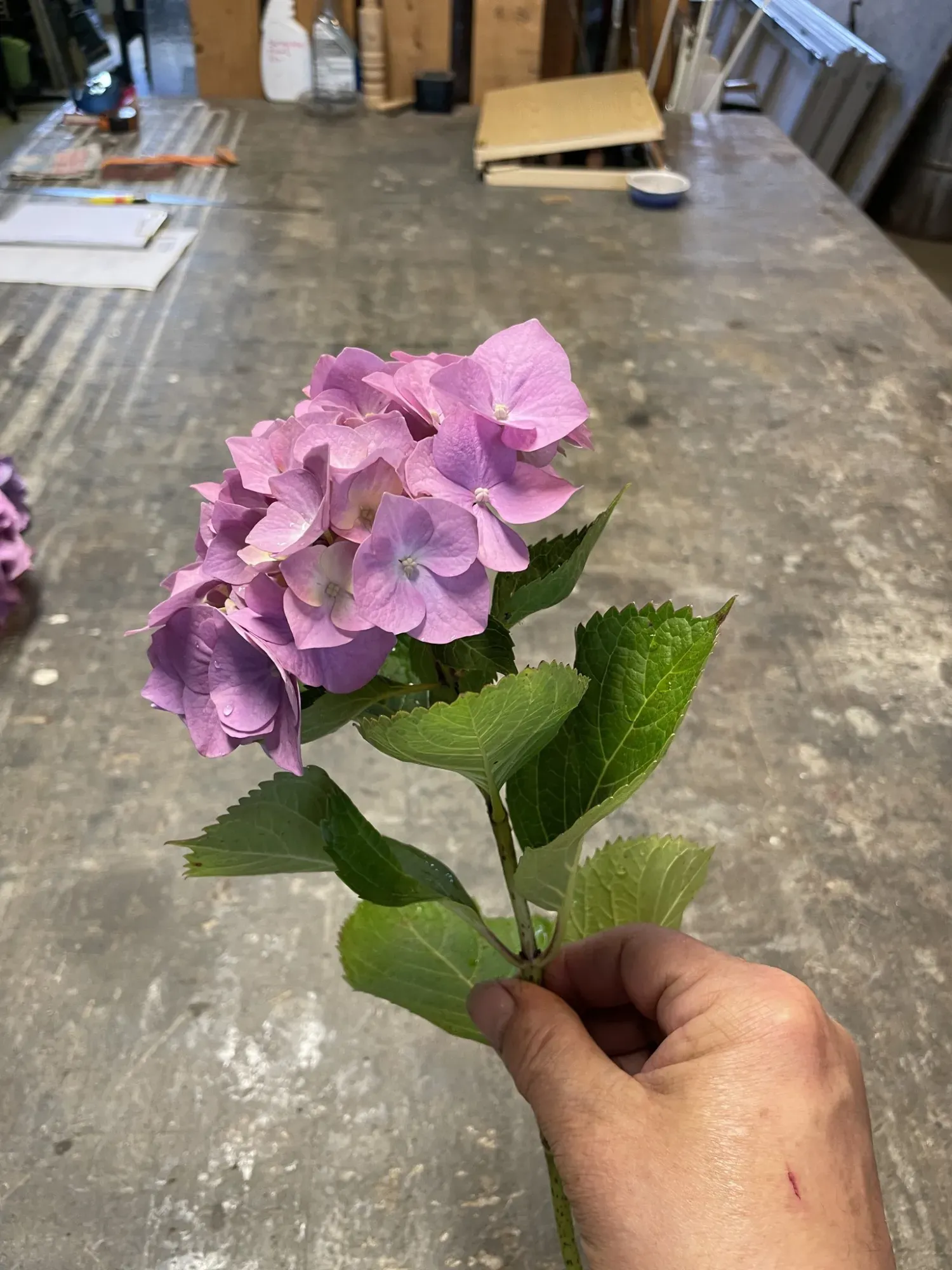 projet vitraux sur-mesure (1)